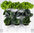 Minigarden cultivo vertical para hortalizas o plantas