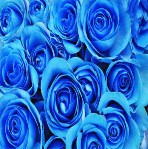 Rosa azul Vendela 70cm sin preparar